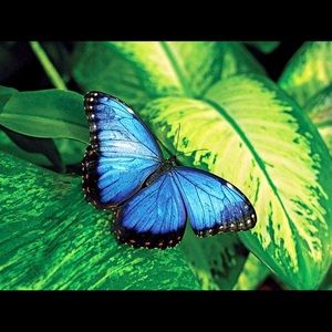 Meet your Posher, Jazy